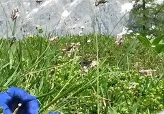 ramsau-dies-jenes-sommer-438344