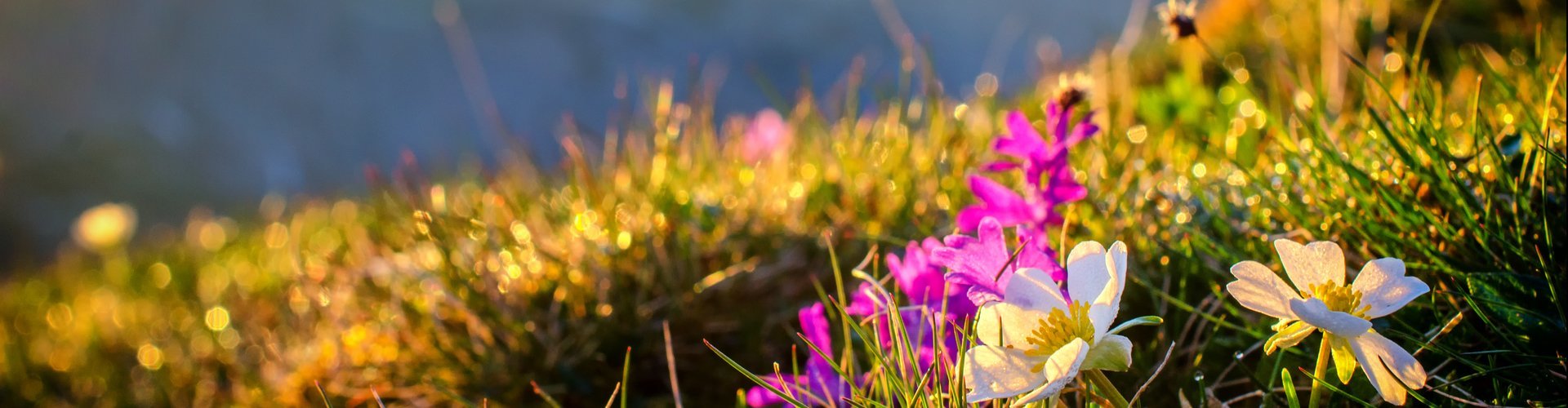 Blumen Sonnenaufgang